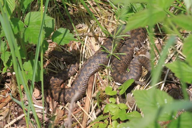 An adder spotted in the Northumberland countryside. Picture by Duncan Hutt.