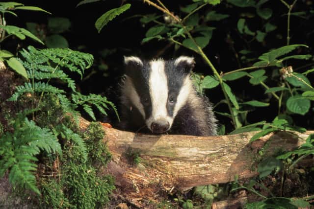 A badger peeks out of some foliage. Picture: Allan Potts
