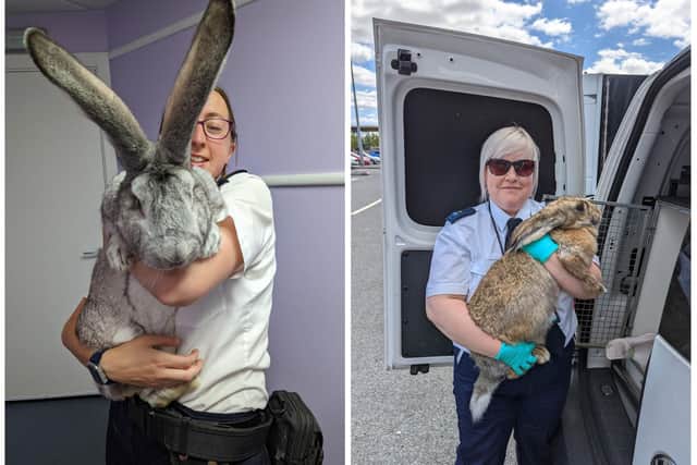 Two of the giant rabbits taken into the RSPCA's care.