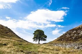 Sycamore Gap, Hadrian's Wall, before it was cut down. Picture: Pixabay.