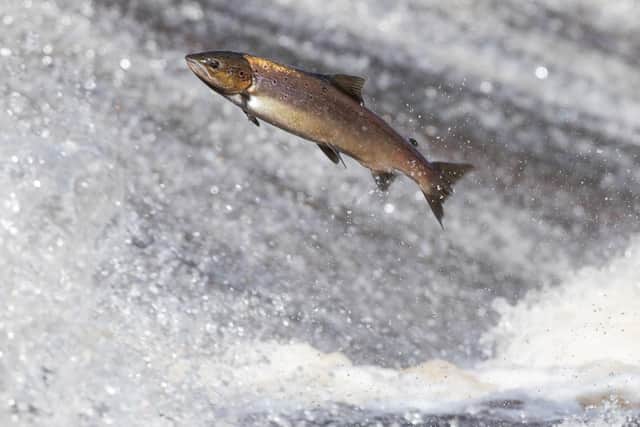 A salmon leaping at Philiphaugh Cauld on the Ettrick Water. Picture: The Tweed Foundation.