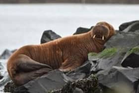 The walrus resting at Seahouses harbour on Sunday. Picture: Jake Bates