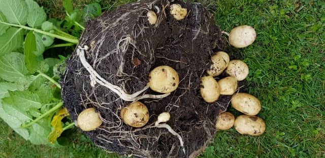 Pot grown potatoes.