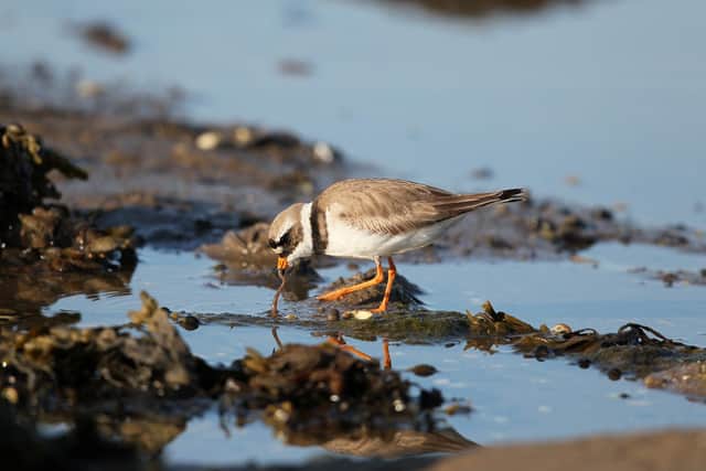 Lindisfarne National Nature Reserve is hosting a range of activities in celebration of the first ever Shorebird Awareness Week.