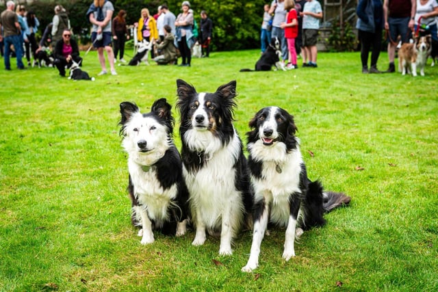 Although they were all the same breed, each collie brought their own unique charm.