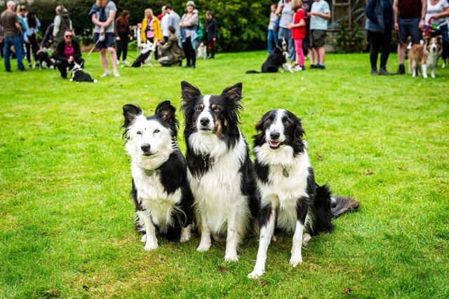 Annual 'bank collie-day' at Northumberland cafe hailed a success