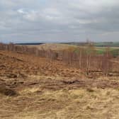 Tree planting at Doddington North Moor, near Wooler.