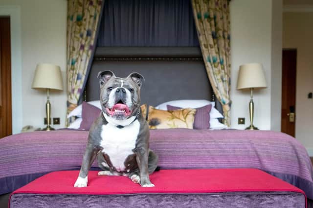 Could your dog be the face of hotel chain?