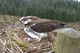 Ospreys at Kielder. Picture: Forestry England