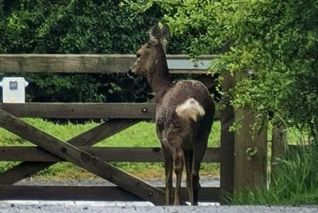 A roe deer at Hauxley nature reserve. Picture: Christine Shotton