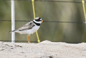 A ringed plover. Picture: Space for Shorebirds
