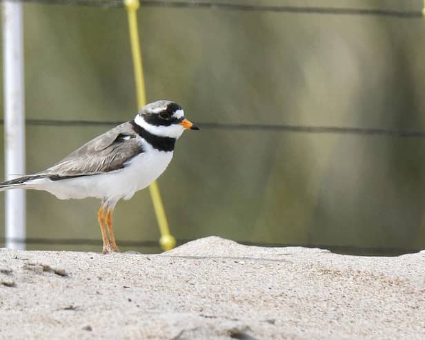 A ringed plover. Picture: Space for Shorebirds