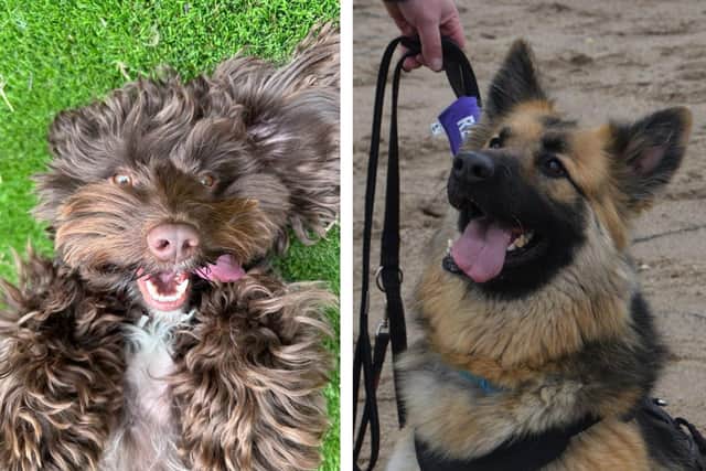 Double joy as pair both found new homes