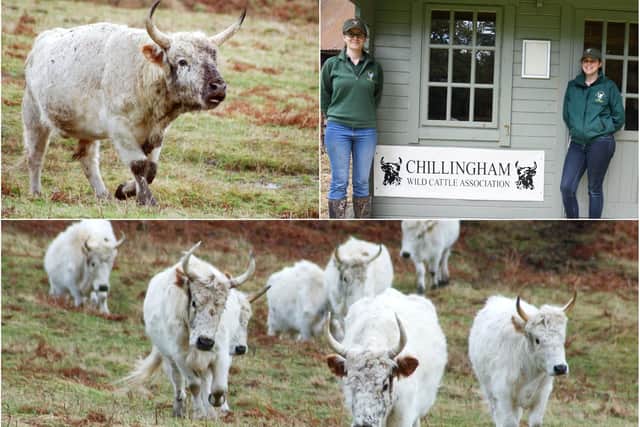 Chillingham Wild Cattle Association.