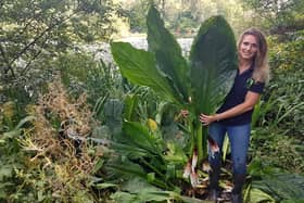 Tweed Forum invasives project manager Emily Iles with American Skunk Cabbage. Photo: Tweed Forum.