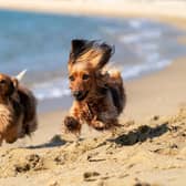 Bamburgh beach was ranked as one of the most dog friendly.
Picture: Kojirou Sasaki via Unsplash