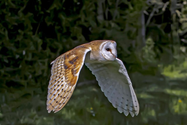 First place went to Andrew Mackie’s stunning image called ‘Spook the Owl'.