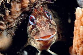 A Tompot Blenny. Picture by Paul Naylor.