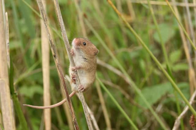 A harvest mouse scaling the stalk of a blade of grass in East Chevington, Hadston. Picture: Joel Ireland