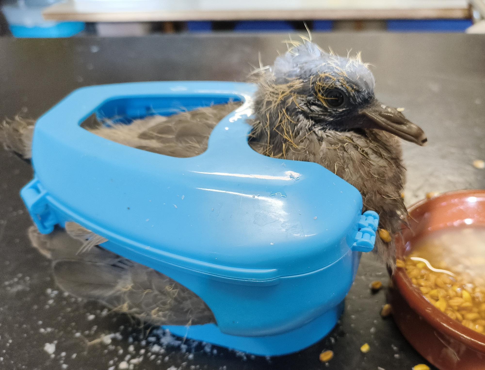Neat way to hand-feed pigeons