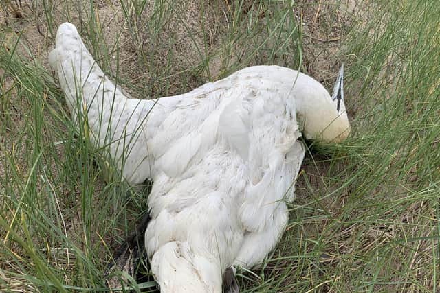 A dead gannet found at Warkworth beach at the weekend.