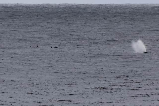 Three Bottlenose dolphins follow a whale as it exhales. Pictures by North East Cetacean Project