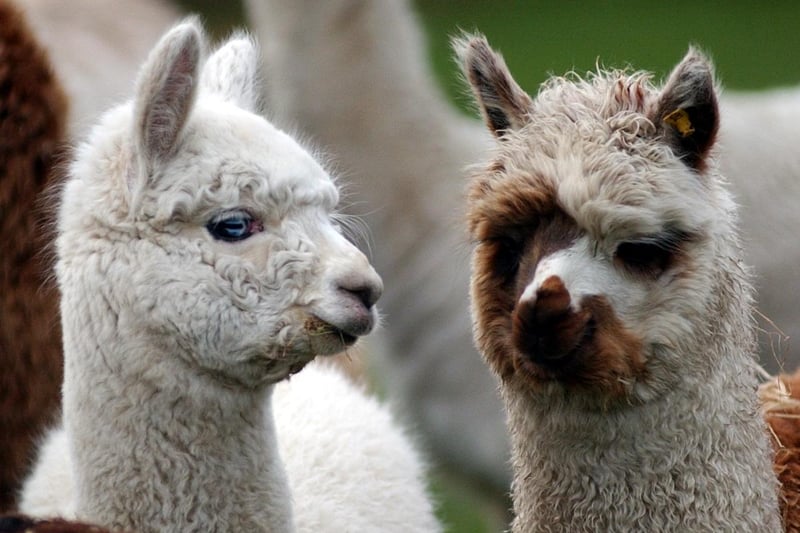 There are three centres that specialise in alpacas in Northumberland: Barnacre Alpacas, at Heddon on the Wall, run by Debbie and Paul Rippon (https://barnacre-alpacas.co.uk/); Ferny Rigg Alpacas, near Bellingham (https://www.fernyriggalpacas.co.uk/); and Fallow Field Alpacas, near Hexham (tel 01434 681276).