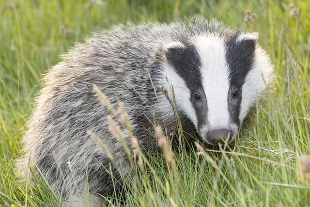 A young badger. Picture by John Peters.