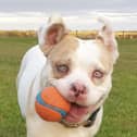 Partially-sighted Ripley is still hoping for a new home.