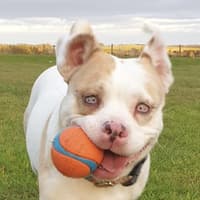 Winter is a tough time at the kennels