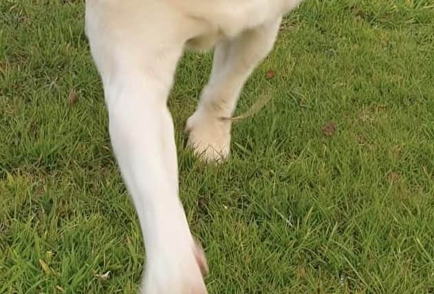 Partially-sighted Ripley is still hoping for a new home.