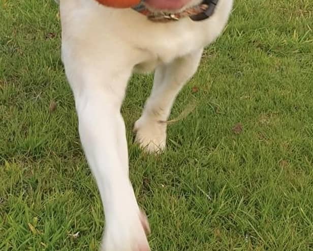 Partially-sighted Ripley is still hoping for a new home.