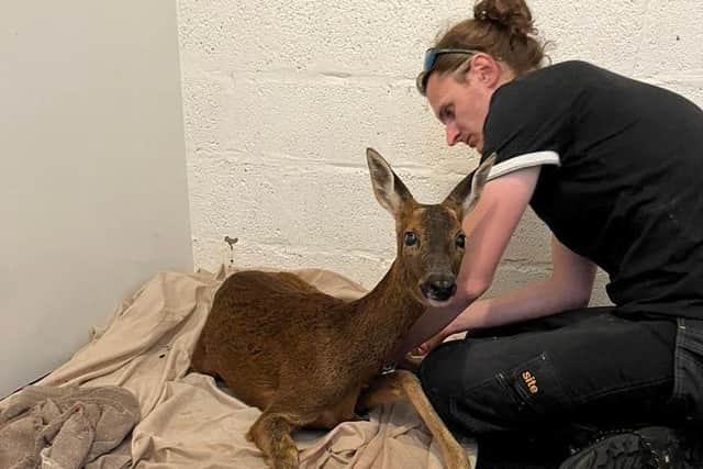 John Anderson tending to a deer at Blyth Wildlife Rescue
