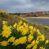 Looking from Church Hill across to Alnmouth. Picture by Jane Coltman