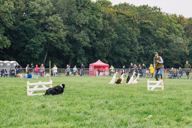 Duck herding at a previous North East Dog Festival.