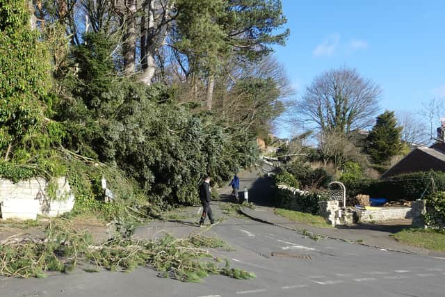 A tree toppled during Storm Malik on Hillside Road, Rothbury. Picture: Jeff Reynalds