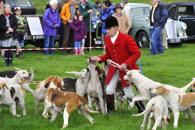 Hounds at the Glanton Show in 2011.