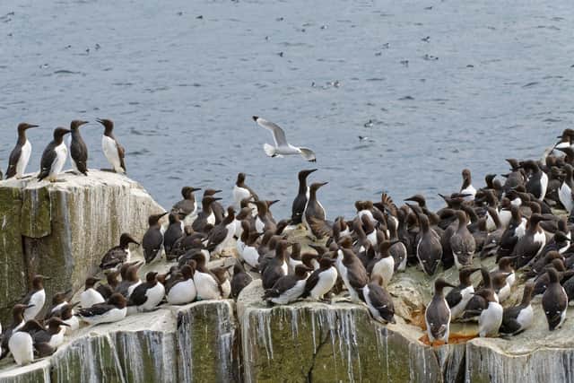 Bird flu could devastate birds such as guillemots and kittiwakes which breed on the Farne Islands. Picture: National Trust/Nick Upton