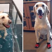 Billy at hydrotherapy and Billy wearing his new boots.