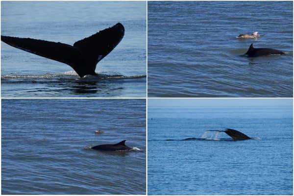 Andrew Douglas, from Serenity Farne Island Boat Tours, saw a humpback whale swimming off the Northumberland coast and walker Jake Dawson spotted dolphins in Amble.