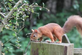 Northumberland red squirrels need help. Picture by Sheila Luck.