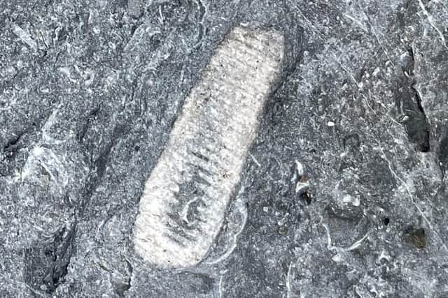 A crinoid fossil found at a beach near Scremerston in Northumberland. (Photo by Ian Jackson)