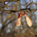Sycamore seeds are toxic.