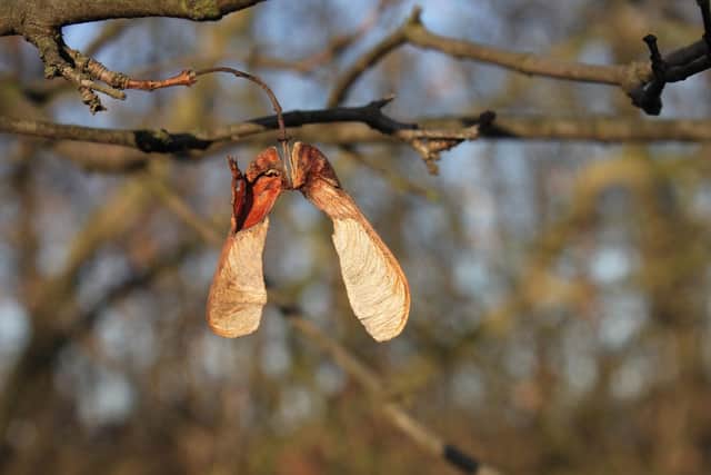 Sycamore seeds are toxic.