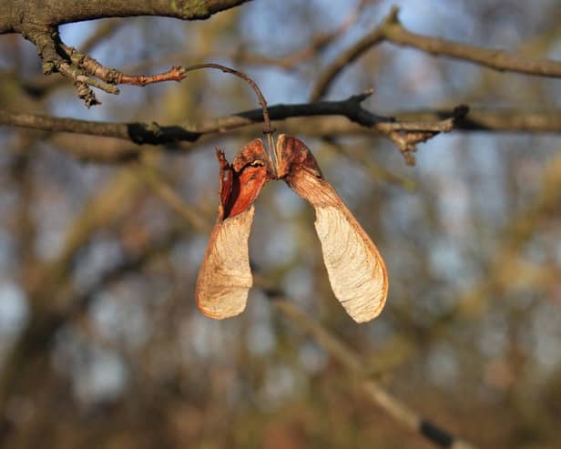 Sycamore seeds are toxic.