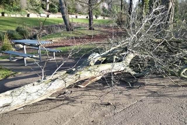 A fallen tree at Burn Valley, Hartlepool
