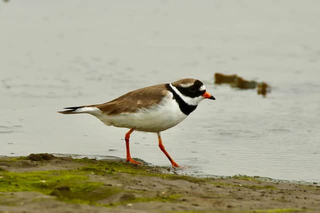 A ringed plover. Picture: Tom Cadwallender