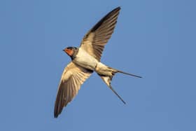 Bob Smith has seen his first swallow. Picture: AdobeStock