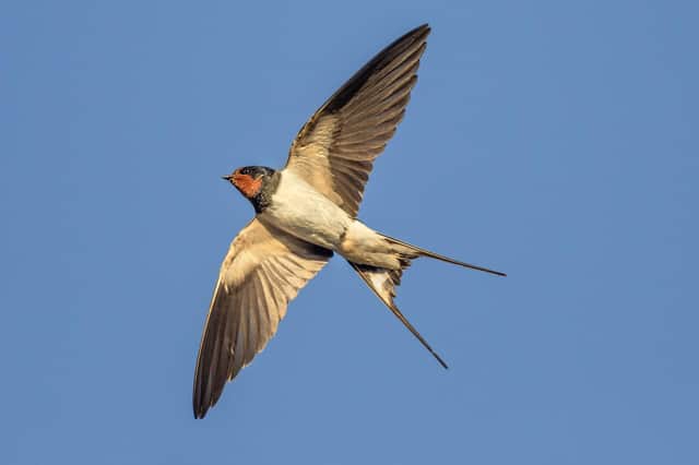 Bob Smith has seen his first swallow. Picture: AdobeStock