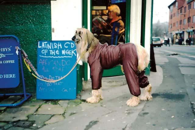 A photograph of a Shellsuit dog, taken in Sheffield in 2000.